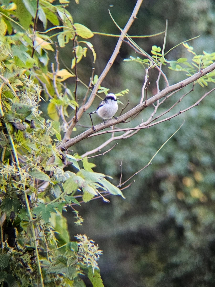 20241024%EF%BC%BF161725%EF%BC%880%EF%BC%89.jpg?type=w966