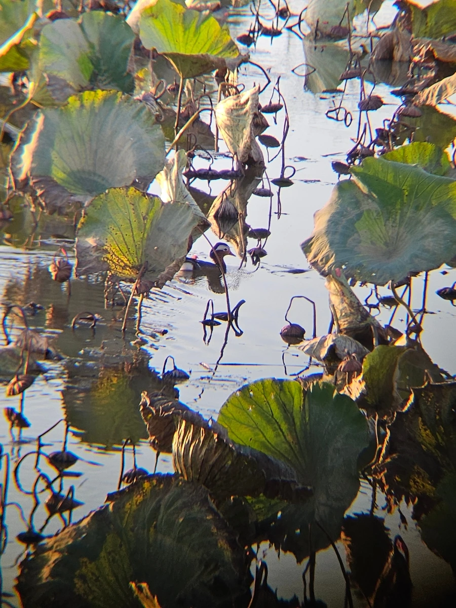 20241026%EF%BC%BF172232.jpg?type=w966