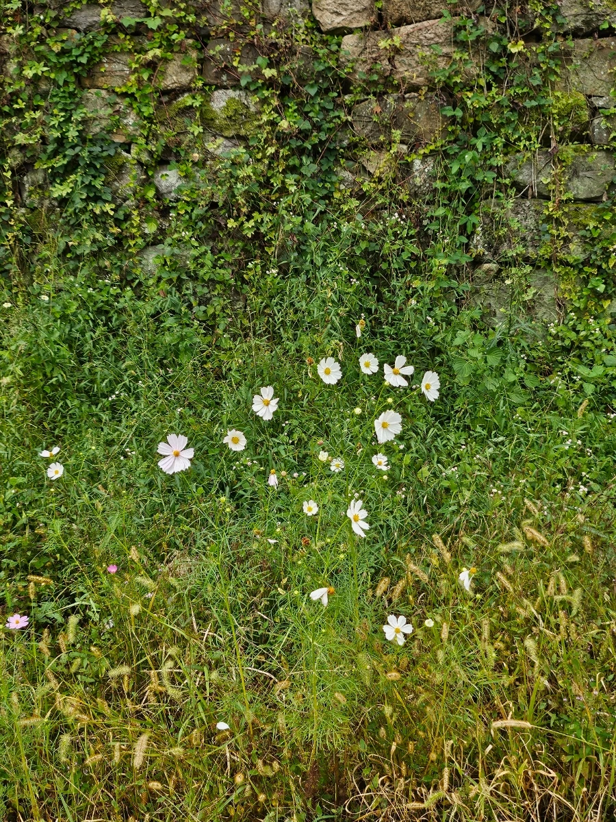 20241006%EF%BC%BF124810.jpg?type=w966