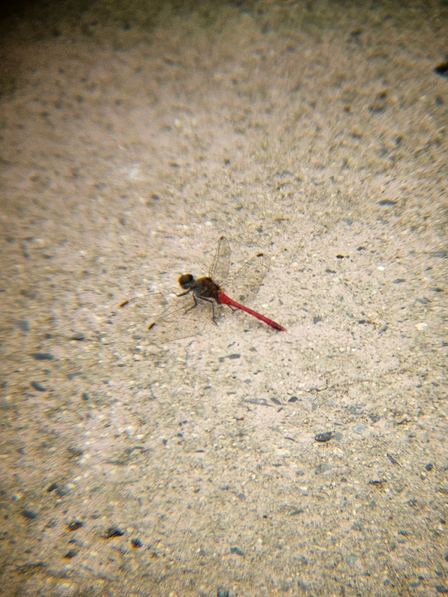 20241021%EF%BC%BF134033.jpg?type=w966