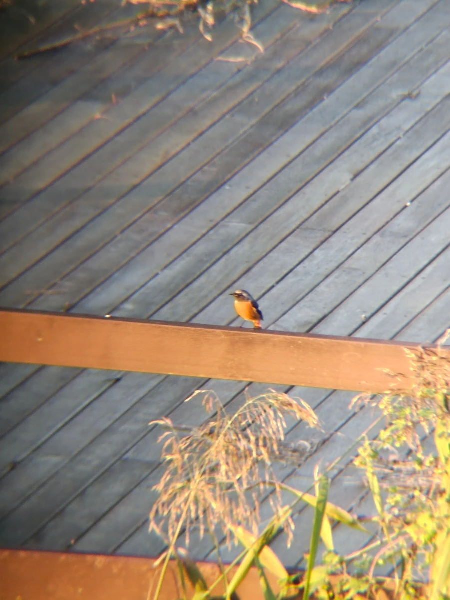 20241026%EF%BC%BF172338.jpg?type=w966