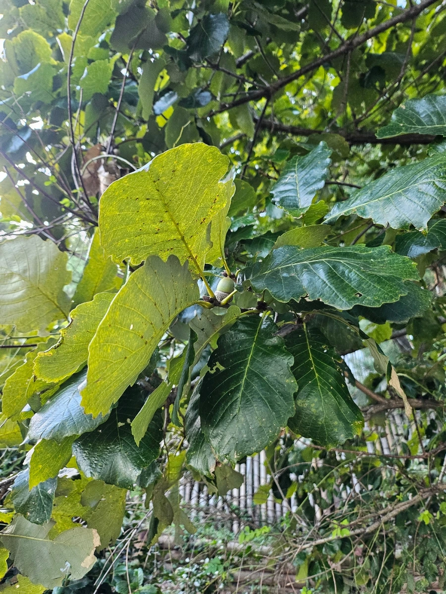 20241005%EF%BC%BF164102.jpg?type=w966