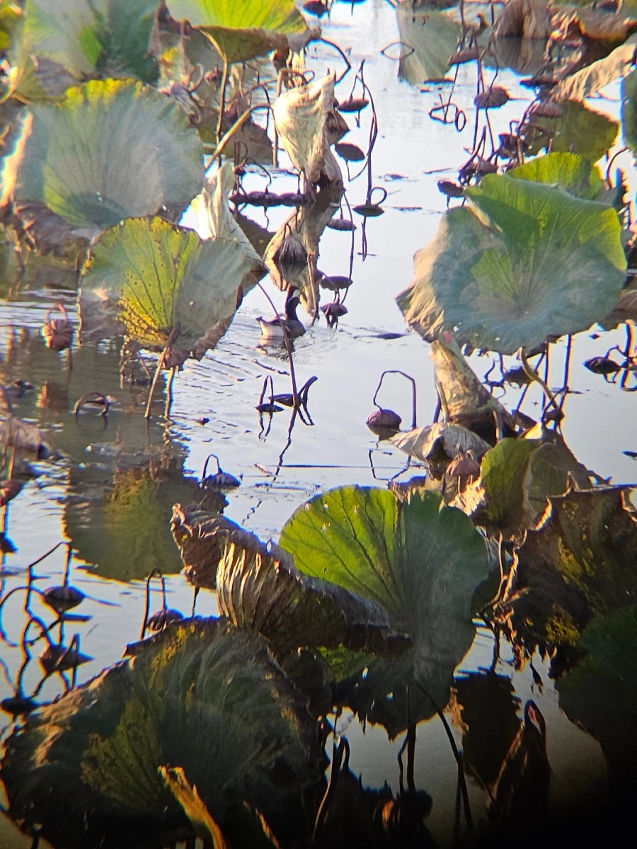 20241026%EF%BC%BF172232%EF%BC%880%EF%BC%89.jpg?type=w966