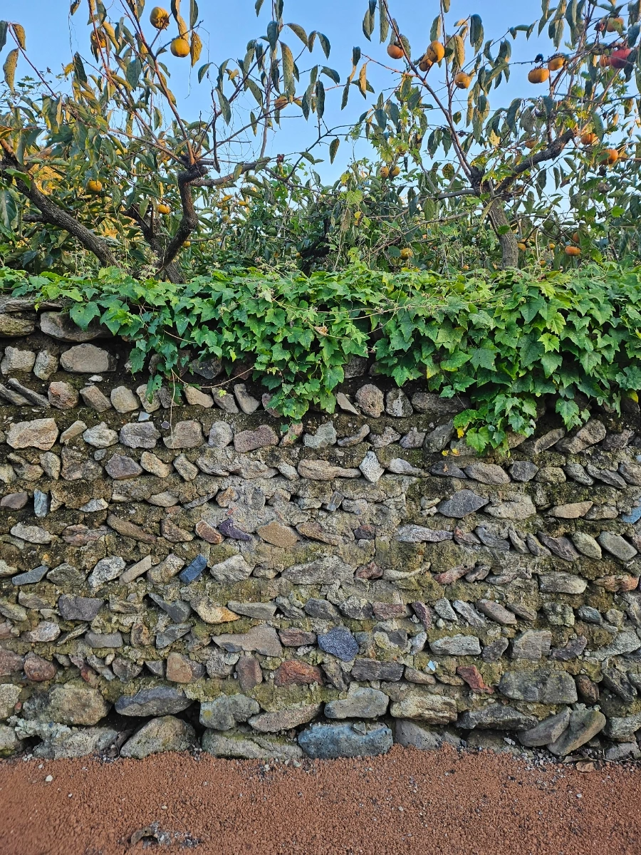 20241024%EF%BC%BF172644.jpg?type=w966