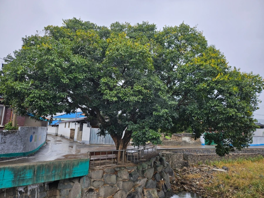 20241003%EF%BC%BF153310.jpg?type=w966