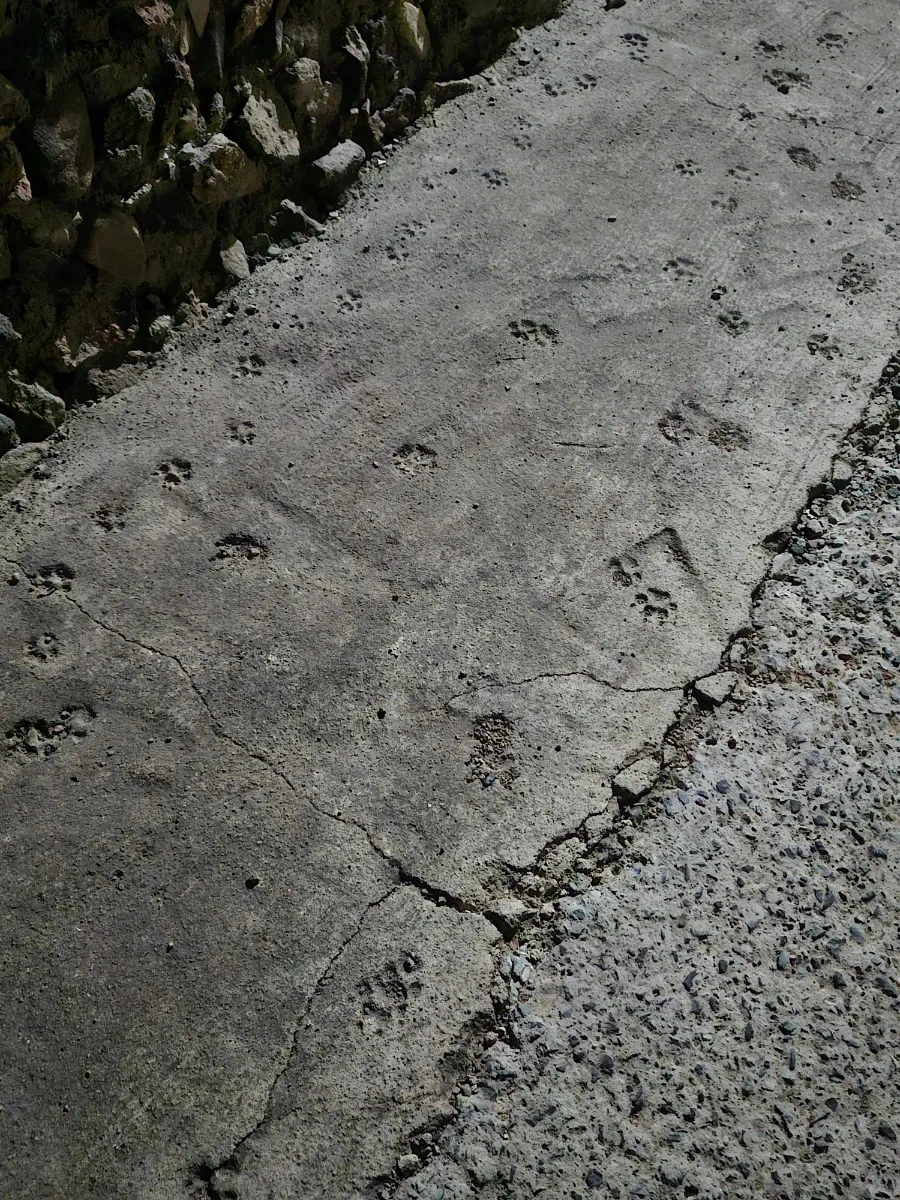 20241002%EF%BC%BF210428.jpg?type=w966