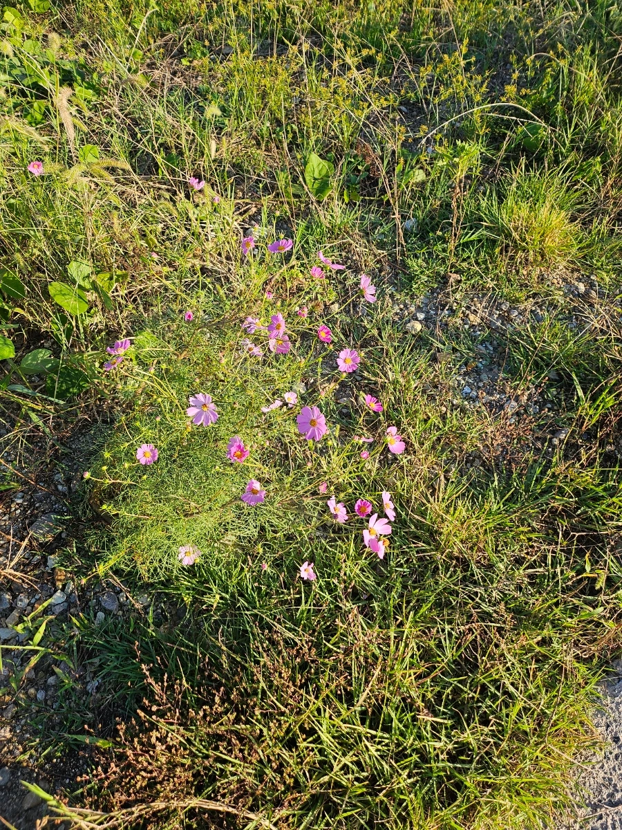 20241004%EF%BC%BF170404.jpg?type=w966