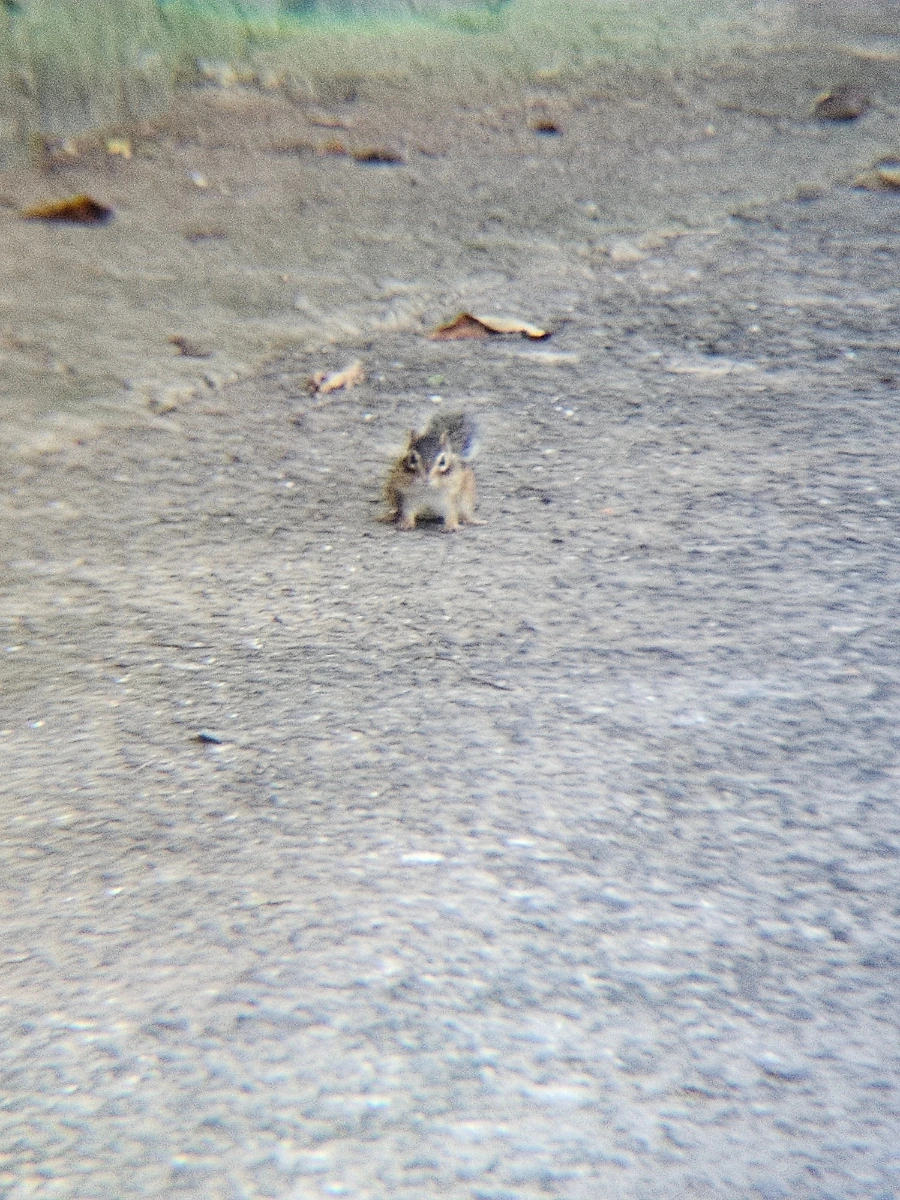 20241026%EF%BC%BF163205.jpg?type=w966