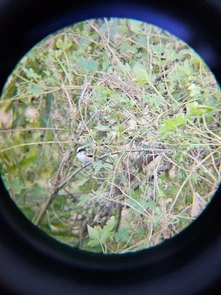 20241024%EF%BC%BF161557.jpg?type=w966