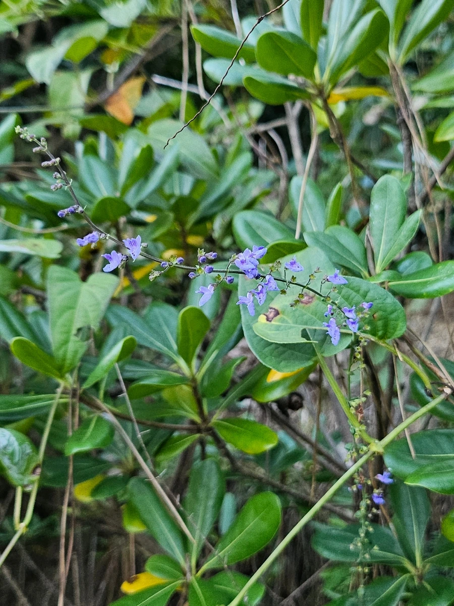 20241005%EF%BC%BF153806.jpg?type=w966