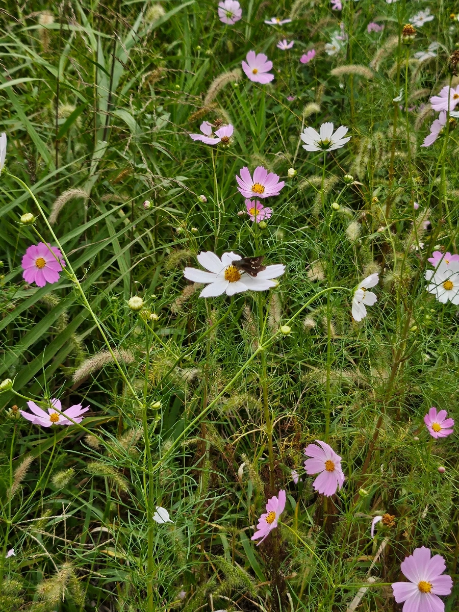 20241006%EF%BC%BF125403.jpg?type=w966