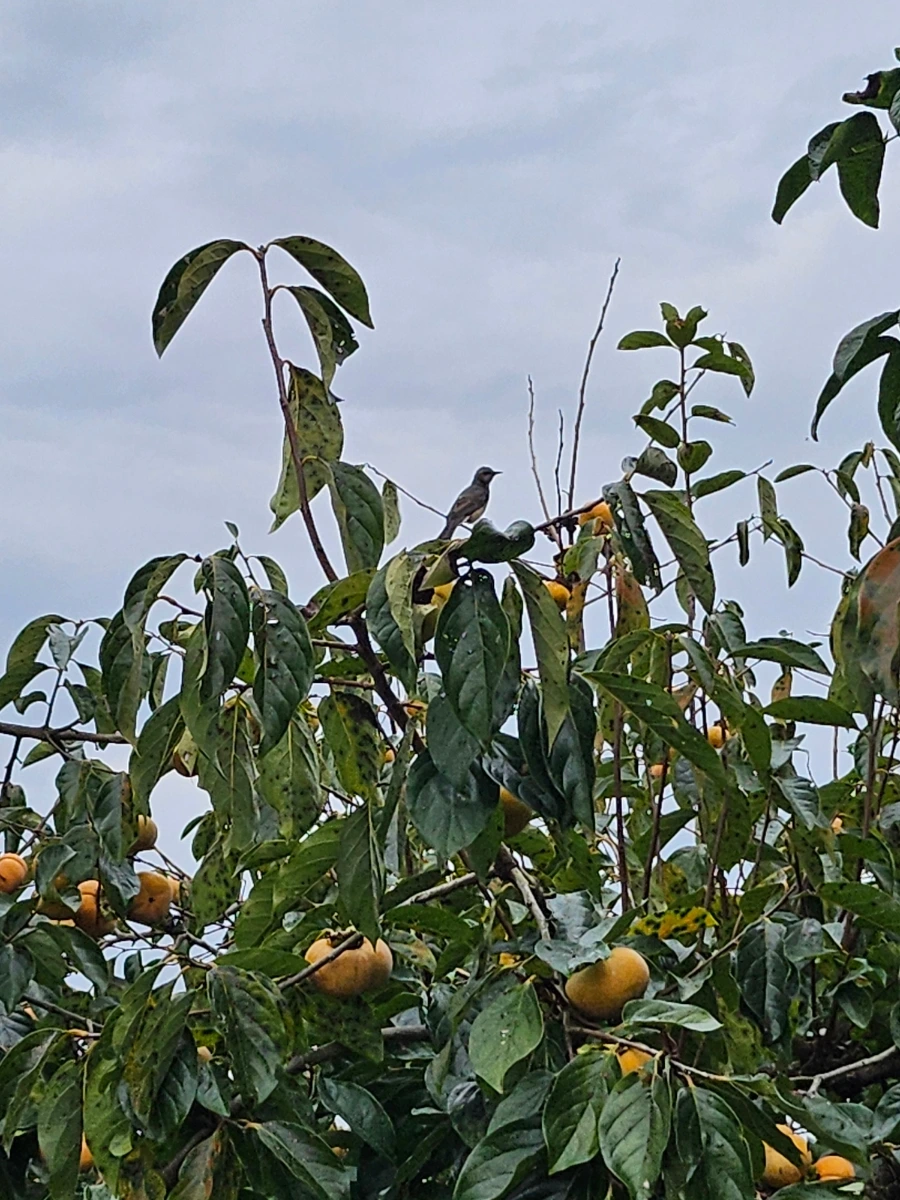 20241021%EF%BC%BF152614.jpg?type=w966