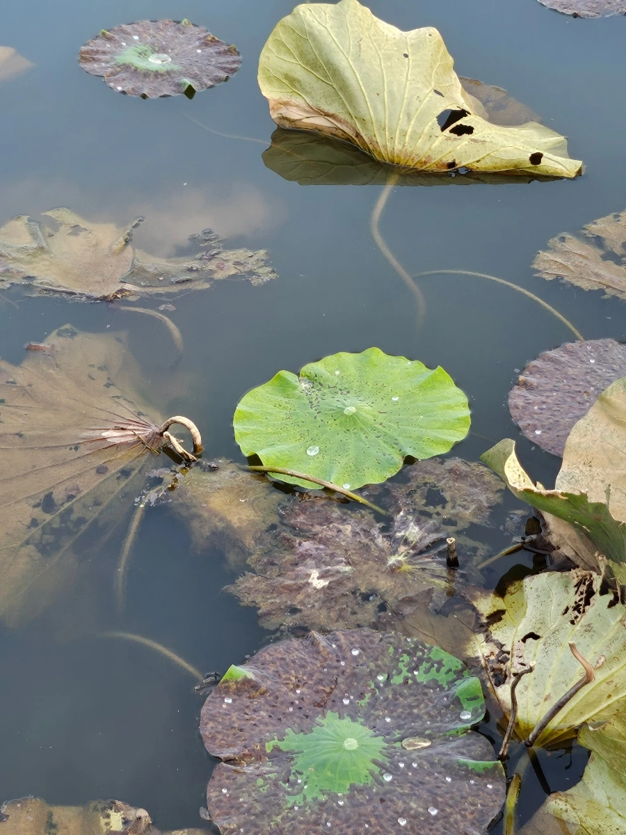 20241008%EF%BC%BF171848.jpg?type=w966