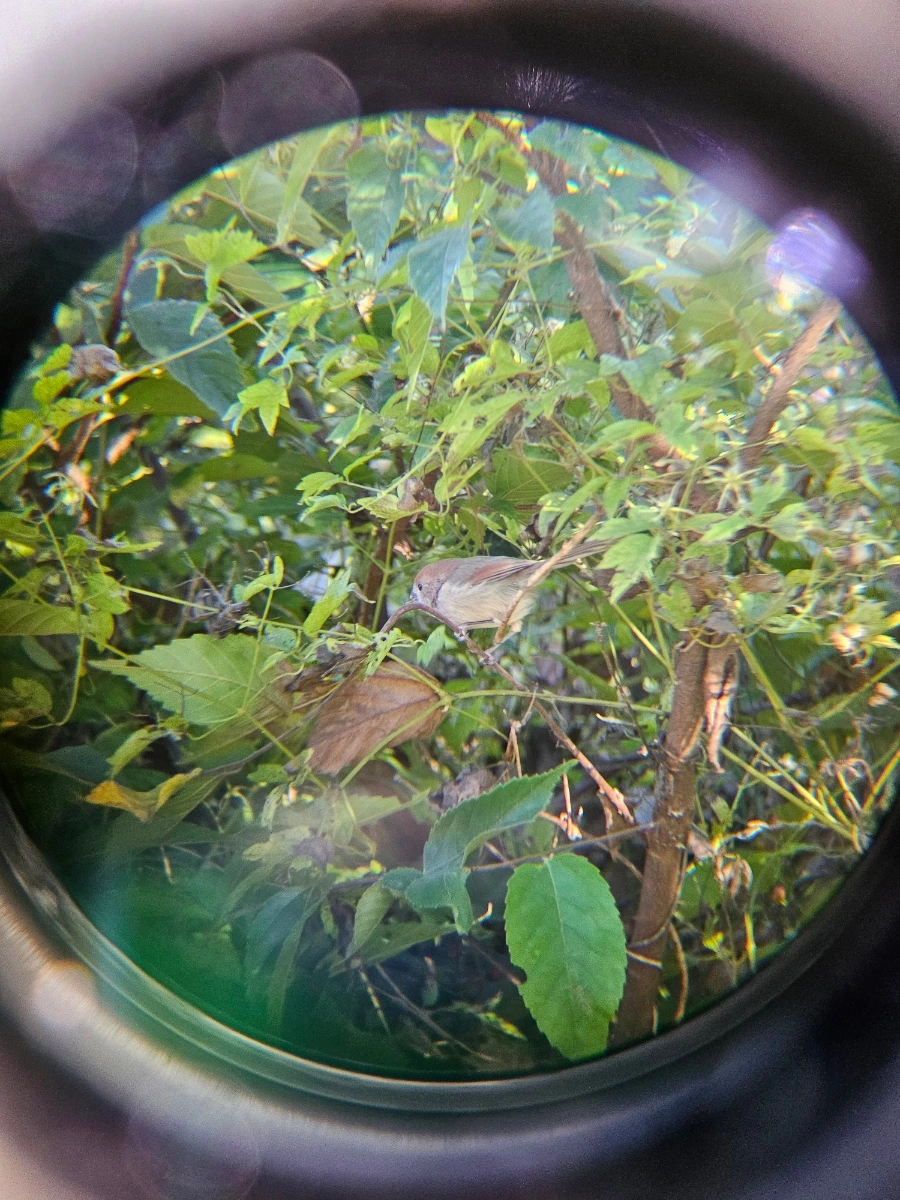 20241024%EF%BC%BF155634.jpg?type=w966