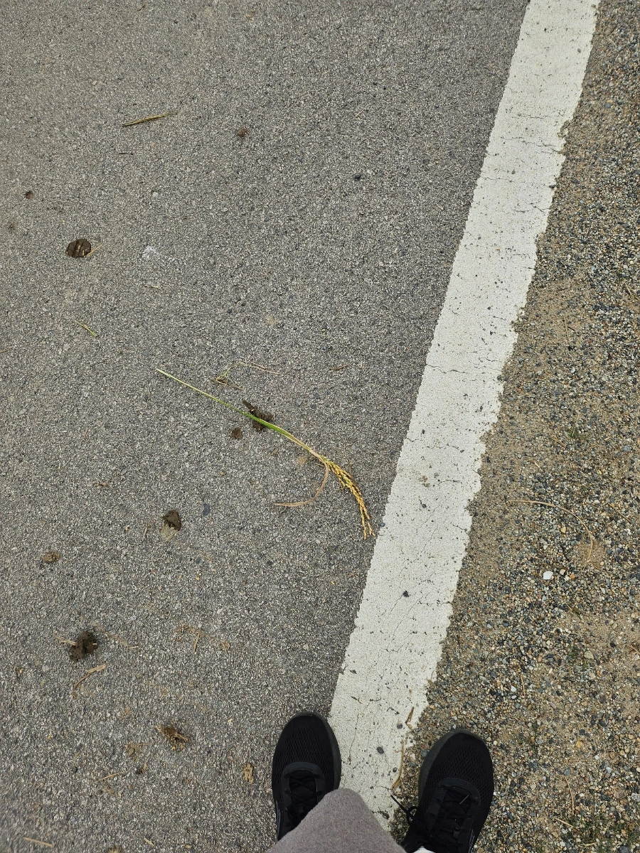 20241021%EF%BC%BF142846.jpg?type=w966