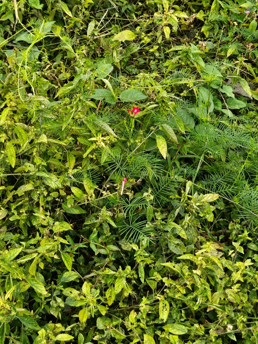 20241007%EF%BC%BF121928.jpg?type=w966