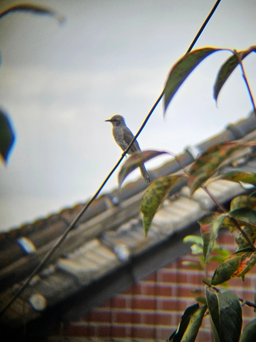 20241021%EF%BC%BF151900.jpg?type=w966