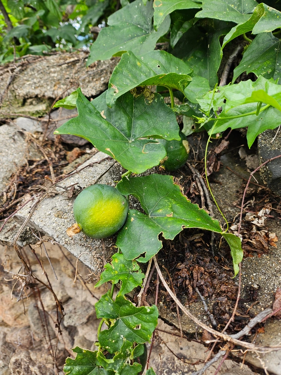 20241007%EF%BC%BF134300.jpg?type=w966