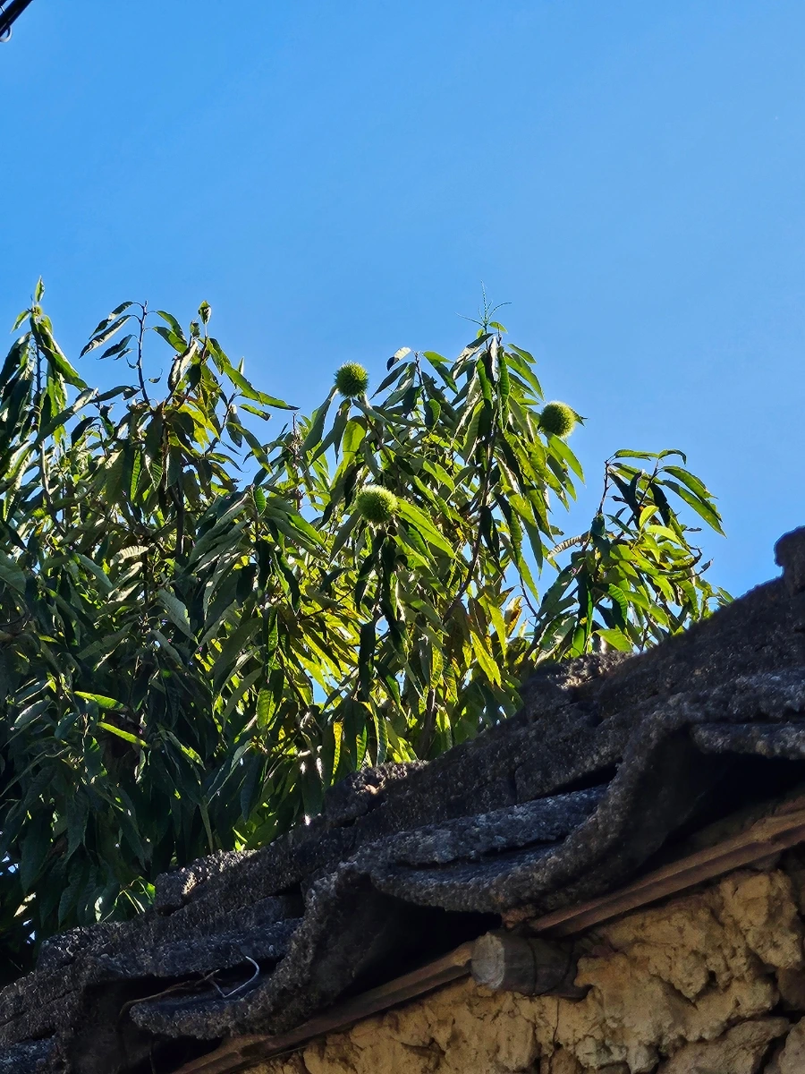 20241024%EF%BC%BF152535.jpg?type=w966