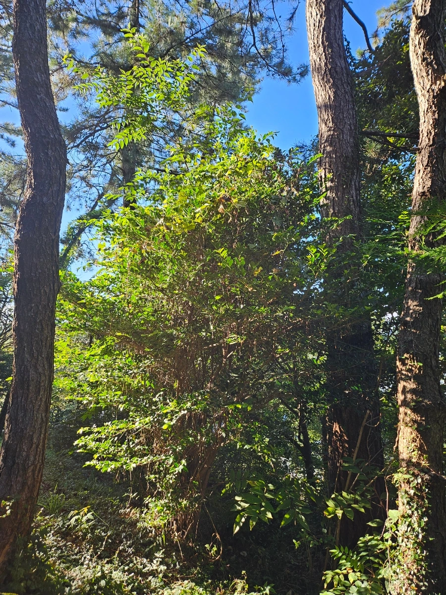 20241005%EF%BC%BF154750.jpg?type=w966