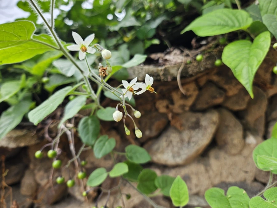 20241007%EF%BC%BF134347.jpg?type=w966