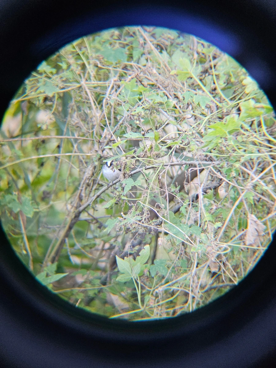 20241024%EF%BC%BF161559%EF%BC%880%EF%BC%89.jpg?type=w966