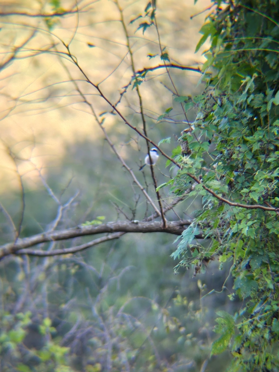 20241024%EF%BC%BF161034.jpg?type=w966