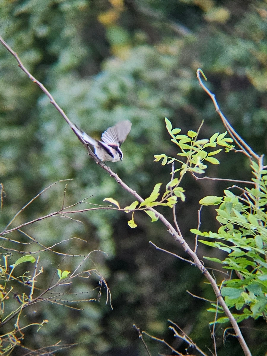 20241024%EF%BC%BF161758.jpg?type=w966