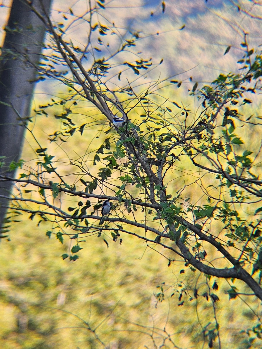 20241024%EF%BC%BF161153%EF%BC%880%EF%BC%89.jpg?type=w966