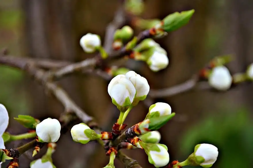 blossoms-blossom-buds-white-blossoms-flower-buds-spring-fruit-blossoms-fruit.jpg?type=w966