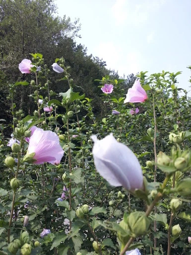 unnamed.jpg?type=w966