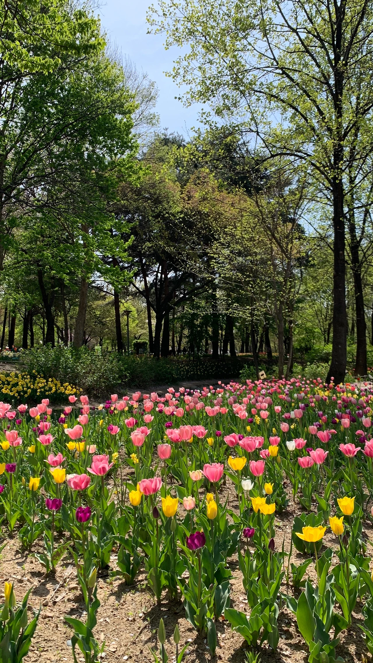 숲배달원튤립동산.jpeg