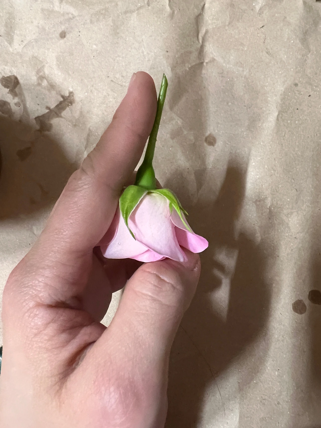 7토피어리 꽃나무 병원원예수업 숲체국 숲배달원.JPG