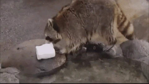 %EC%86%9C%EC%82%AC%ED%83%95%EB%84%88%EA%B5%AC%EB%A6%AC4.gif?type=w773