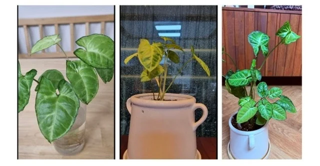 IMG_4521.JPG?type=w1600