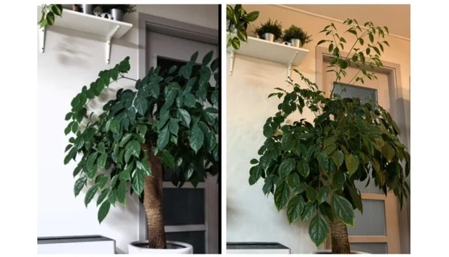 IMG_4522.JPG?type=w1600