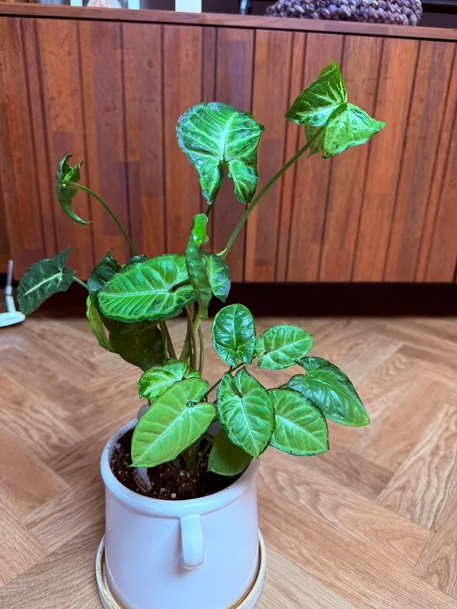 IMG_4512.jpg?type=w1600