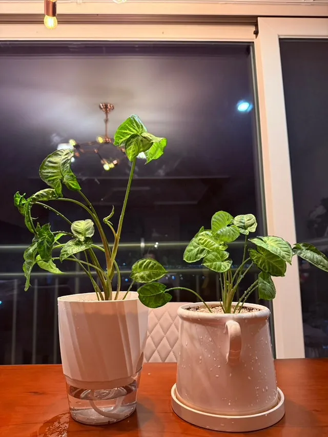 IMG_4514.jpg?type=w1600