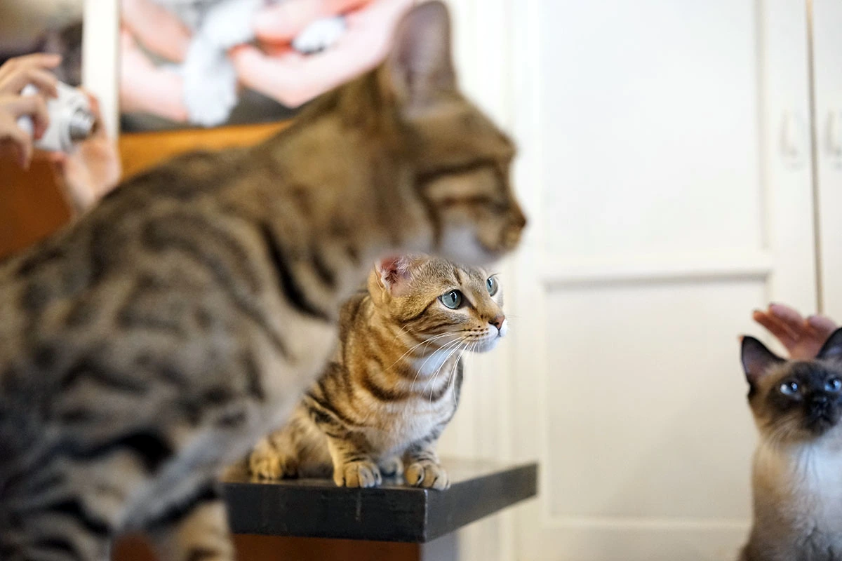 ?fname=http%3A%2F%2Ft1.daumcdn.net%2Fbrunch%2Fservice%2Fuser%2F7CS%2Fimage%2F5PFZbJUHpNQIUsoP4BD70Y1TGz8