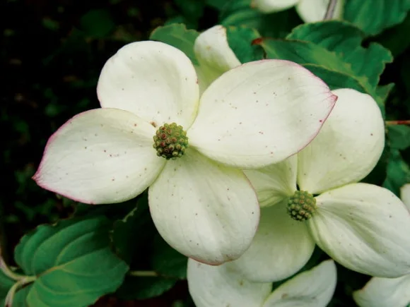 WLI71_3_650.jpg?type=w580