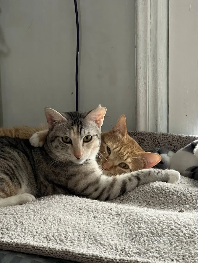 sMqSG80Oj6Fc1nBeedsYNefMbjOteqbWqSu-4jewxqbW4RpGOliN6yHcX0ehMM777S9wImOpHAPVctZhZ1TtLCyO2c9503eaJGqiqdOH08dkVnnZ-VR4WnnVfVInabtF2ySinFbeGKLq7tYpI-nrpwYI8rgU1rsebx77XuiogY61M2tgFg_v04S6fvHEPaeFirJjVF_G7OTcbe41LTVltCZgY3etknfzMZ7PJ3ECszjp-OLo-wsLBbqVPN_ail3LlElf_MaiBJP44Abm0WV8vMlNEddZNN_8-T-S5DBQZuDafLTrbJ8icL9Bs1zh5VfIyswjJiF635SkTDBBzehp1mOmRJdPvpUWvfdtNNYI0SmMJ-ZHQK6YWUBhSj7QyHOlekUq1dKaGqG8Z0FwPkZUvvaDMVGxj1C0ZkR969Xg53MxNKM5Qxh49he_C3TyBmeDwTDdJa-mi0NfPODCz-HGet6mM5kOgphCSPaT5b_rrzzUJEj9KNZ4eDDJDpPPf4h6IKZERbAfDr866Wt-1KgjIMblZK1xHtWJXnA7fbPZ9EzB6COpNxoFSTCpCmpVjxdUfRp12cqag9f1hijt3f_cEWO7E9WzeOY9H9dRJJotPbJ3rmrWO1SwUxxkCCTmhrEHcP3aPHzvqvC_tJP7PEd-4t0JXGOhBdeKP8S4VNTkawY_4GPfusbh73lXzpydXgcyn6Q-fuA_TMjQ1kuk3HZd3PFoD0HQe73XSalhEBI3bw0VBZuIpYVQ_USd4dNGvfxfUW99CpfNNVc1o_5HZ4UaCrptaB1h5IMprd6zl7w5nhU4Thp_iGye3vLgR4xyQFxVGdQLKS_CeRHtLdgTZr3uvVxd7nirKexmLyqmZIdqz8QS9JurXKy7XF_Tcnf6FzHdkOFk4IEdBpNPLWg9v9m2Q70WjtzyrtveyIoaYXPcvusG8w1JiA=w670-h893-no?authuser=0