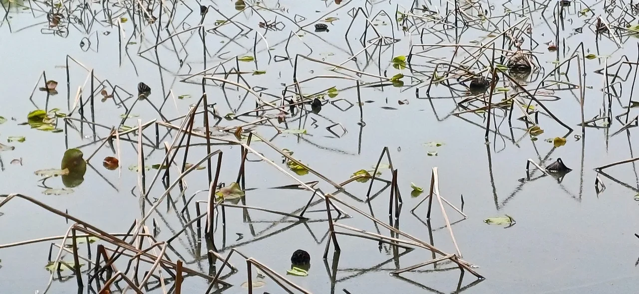 b_f32Ud018svc1ia43j4iu1w3f_wspi8t.jpg?type=e1920_std