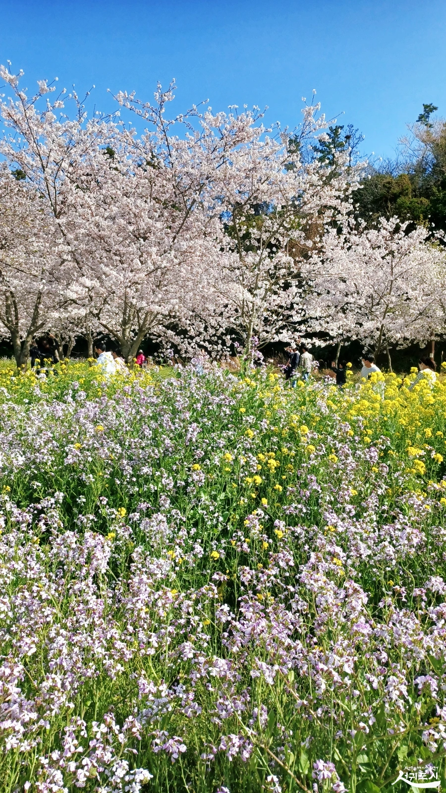 SE-cec8a9d1-c78d-4cb4-bbbd-ab9811f381f5.jpg?type=w966