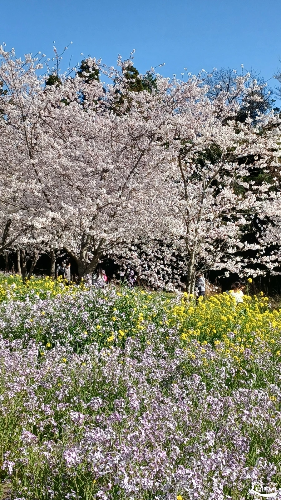 SE-6d693313-c30f-4b69-be65-cd8d3060502b.jpg?type=w966