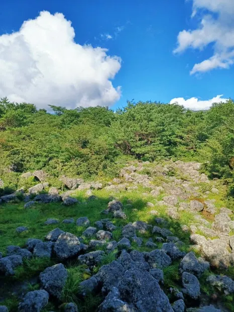 SE-189ab32b-40b1-4b76-8488-c253aadb95ff.jpg?type=w466