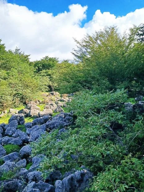 SE-38f53179-31c7-11ee-bd5a-0d3d886ad129.jpg?type=w466