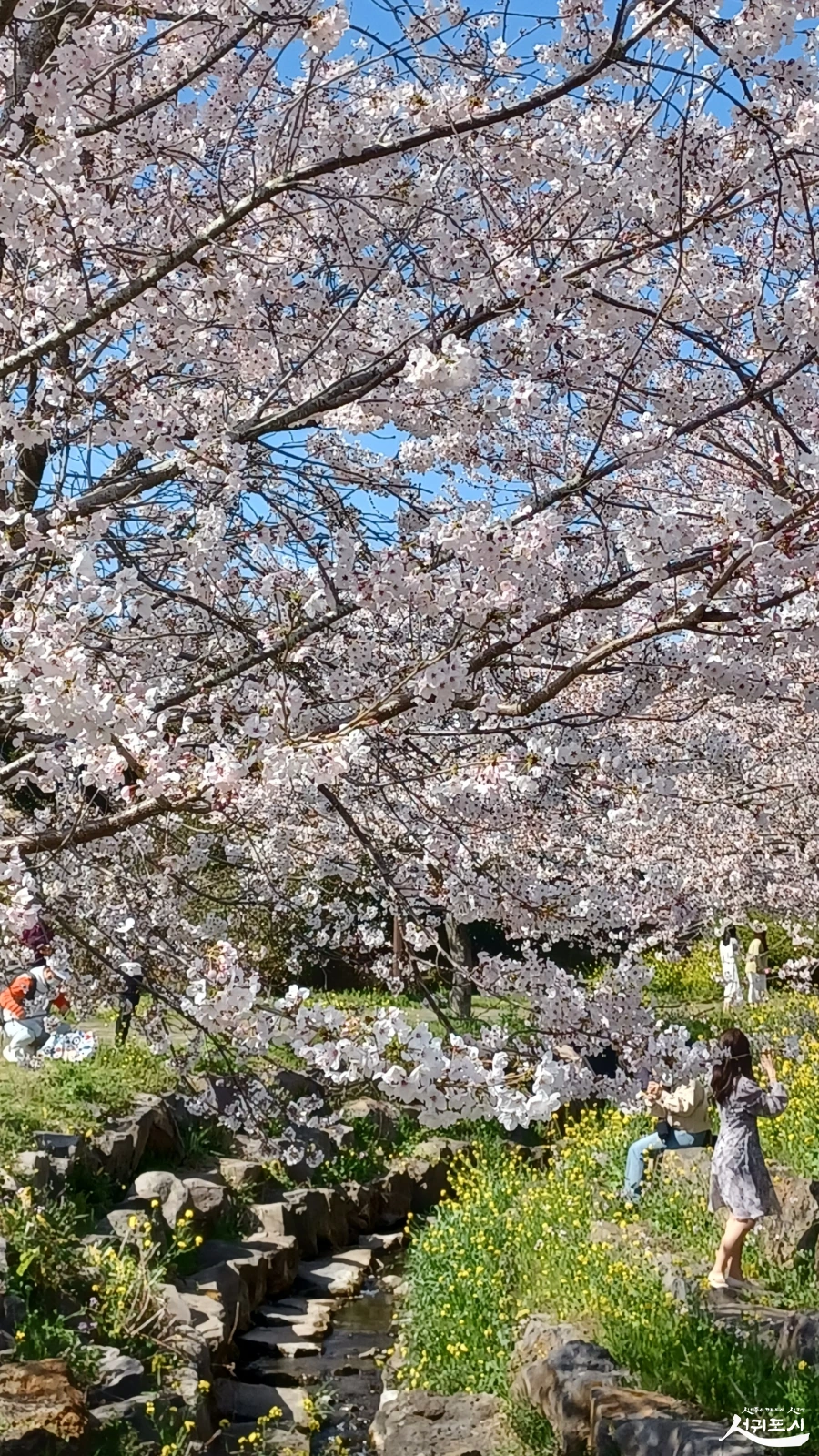 SE-1ac8aef3-8ead-4117-9cd4-a697095f6c9b.jpg?type=w966