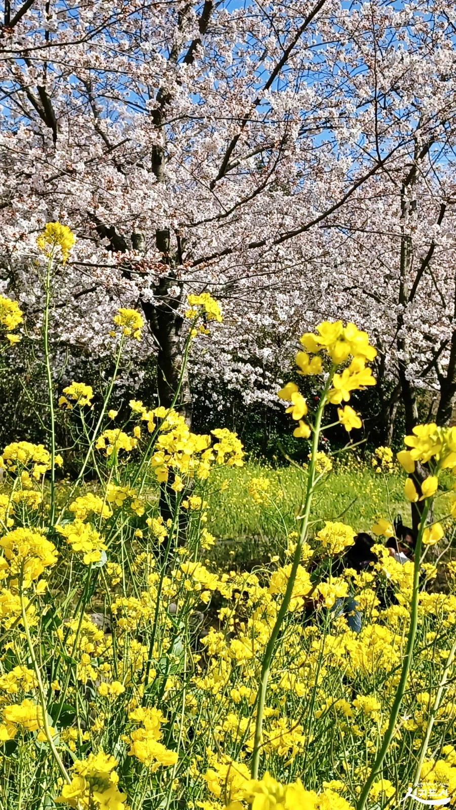 SE-cbd95d9c-b243-402a-a0b2-0a28c97615d9.jpg?type=w966