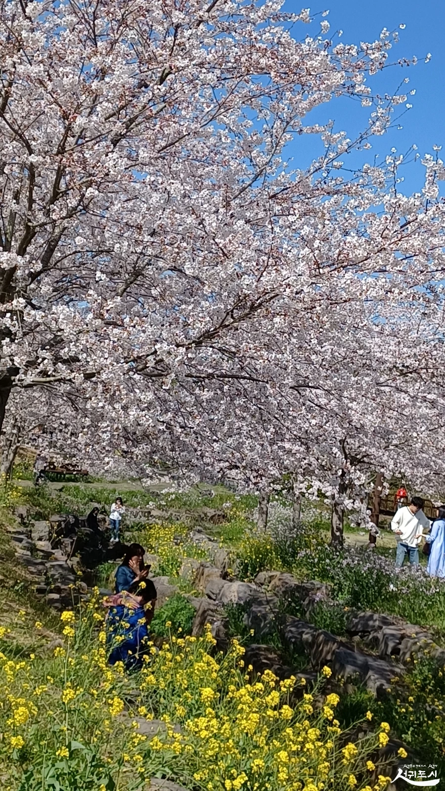 SE-17e517b2-4762-425b-8b7d-a3f01a780d41.jpg?type=w966