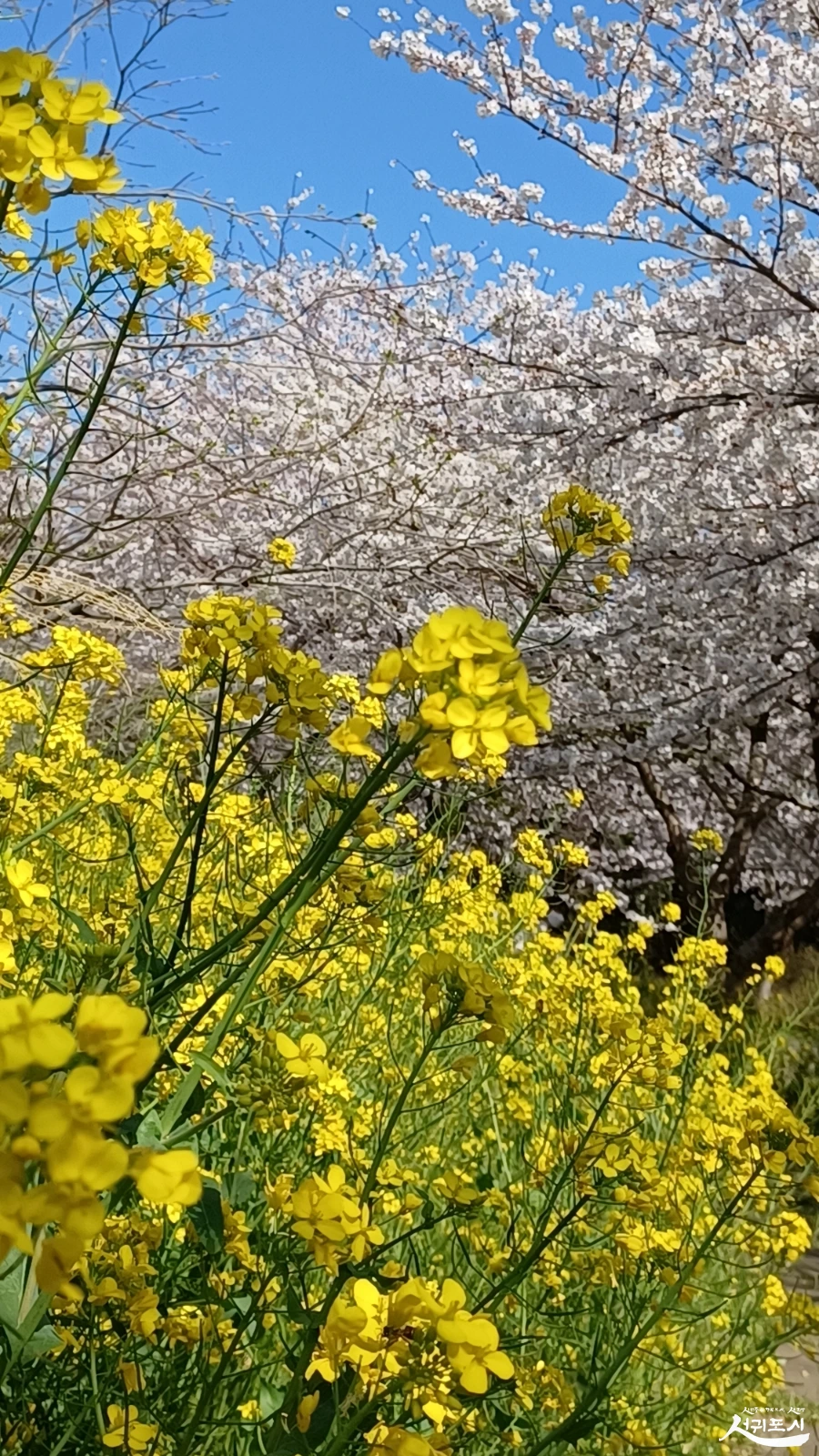 SE-ea618223-970e-4df2-a165-8176e756d947.jpg?type=w966